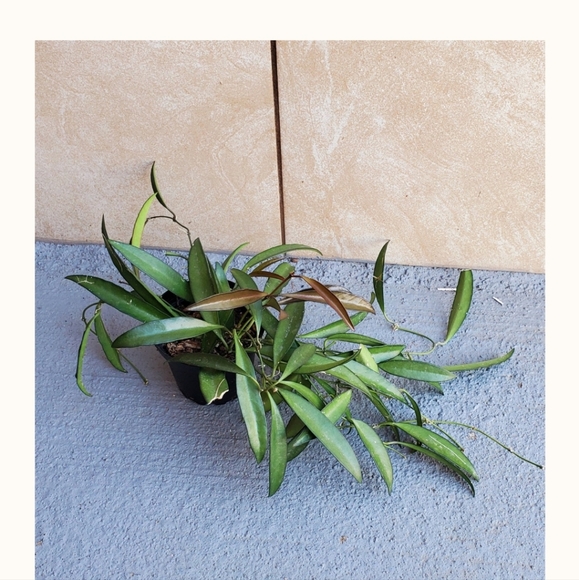 Hoya 'Wayetti' "B" | 3" Pot - Picture 2 of 5